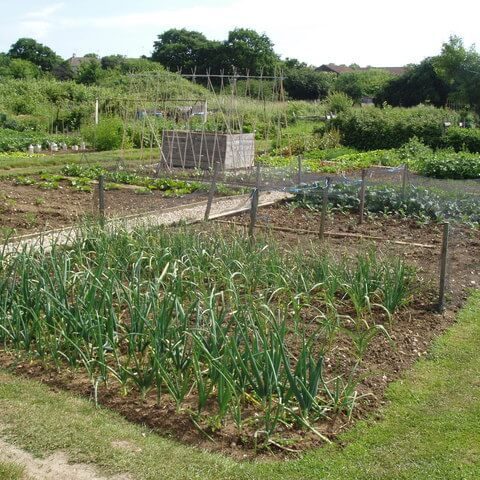 Manchester_Drive_Allotment_Society_site_-_geograph.org_.uk_-_200999