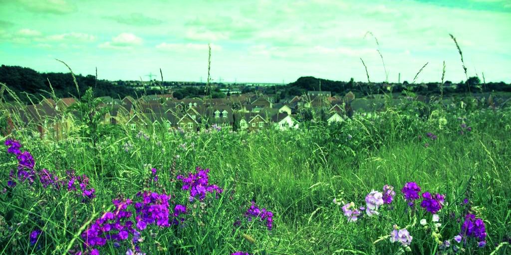 Braeburn-brownfield-by-houses-cEleanor-Halley-copy